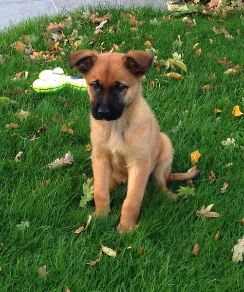 Belgische Herdershond, Mechelse