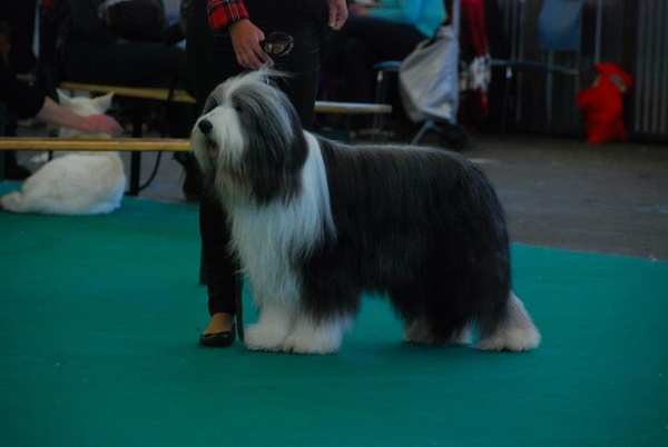 Bearded Collie