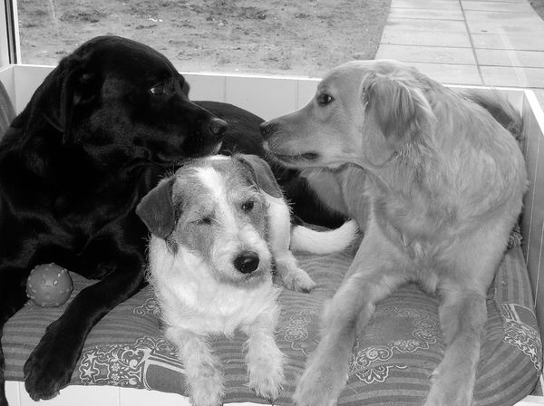 Liefde is.. met z'n 3en een mand delen ;)