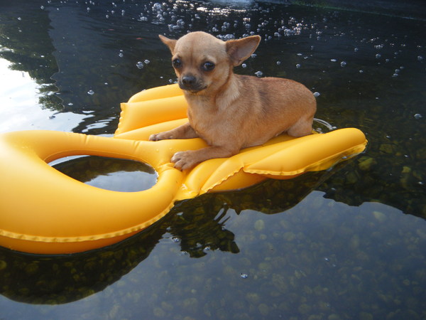 Chanel op het water van de visput.