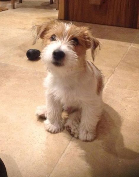 Jack Russell Terrier