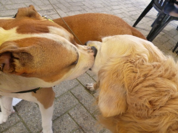 Alex en Tibo beste maatjes