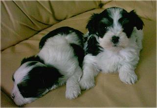 Sparky en zijn broertje