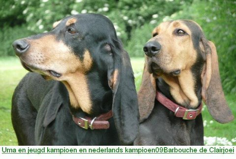 Chien Courant du Jura