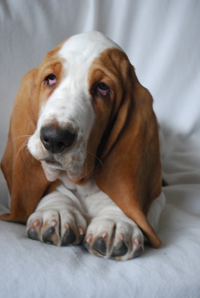 Basset Hound