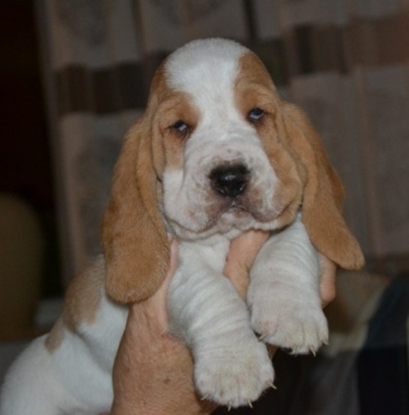 Basset Hound