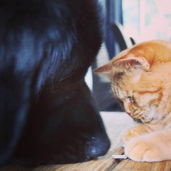 Balou en onze kat Muffin <3