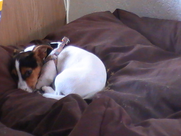 het luie leven van een pup