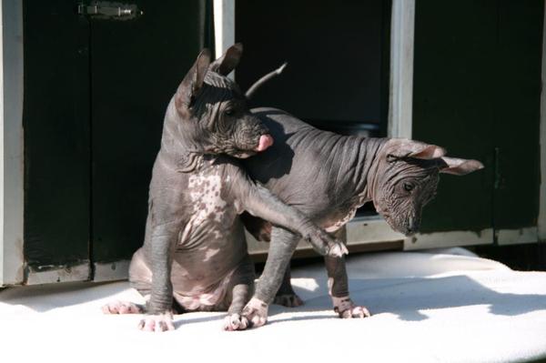 Hippo  Puppie liefde:)