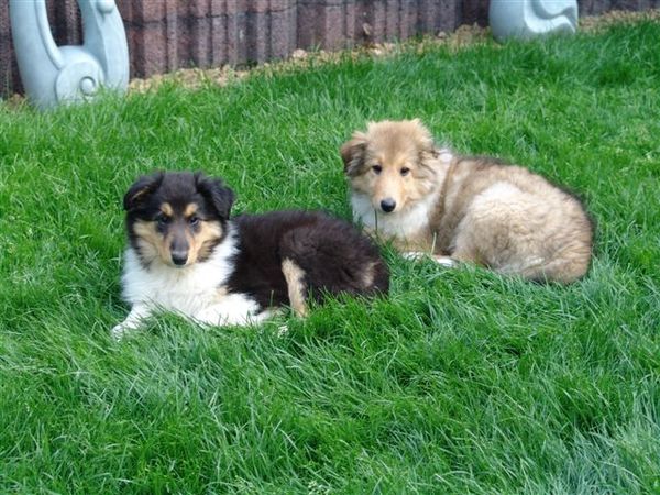 Schotse Herdershond, Langhaar