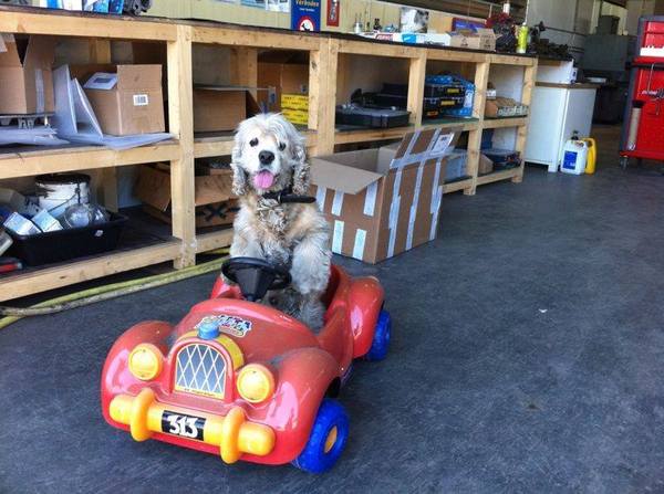 Amerikaanse Cockerspaniel