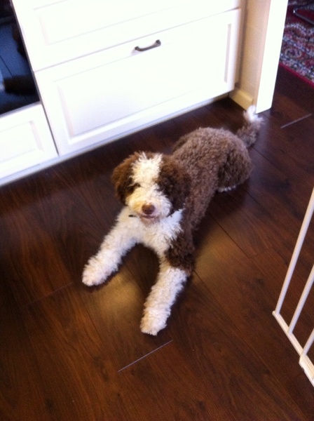 Perro de Agua Español