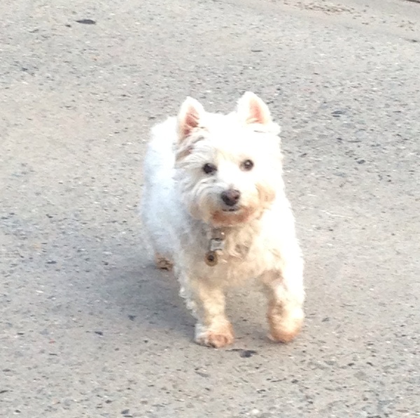 West Highland White Terrier