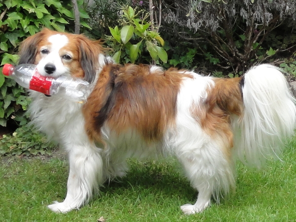 Kooikerhondje