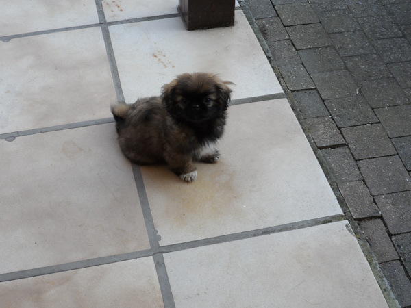 Pekingees
