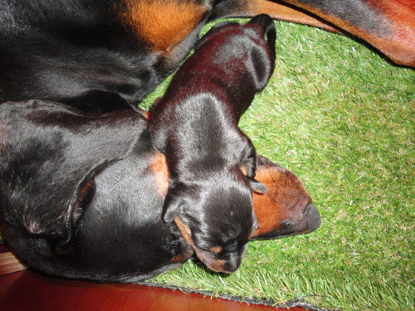 mama je bent de allerleifste