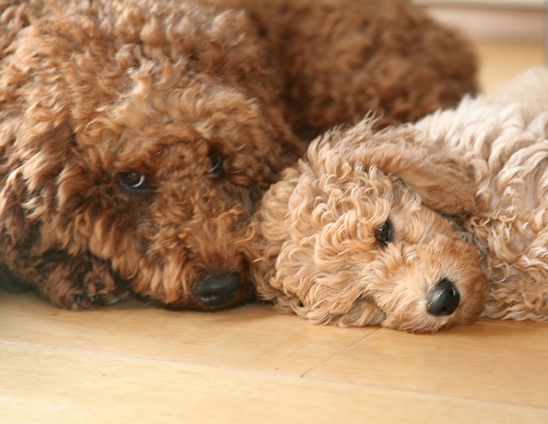 Mango en Mona: vriendinnetjes voor het leven
