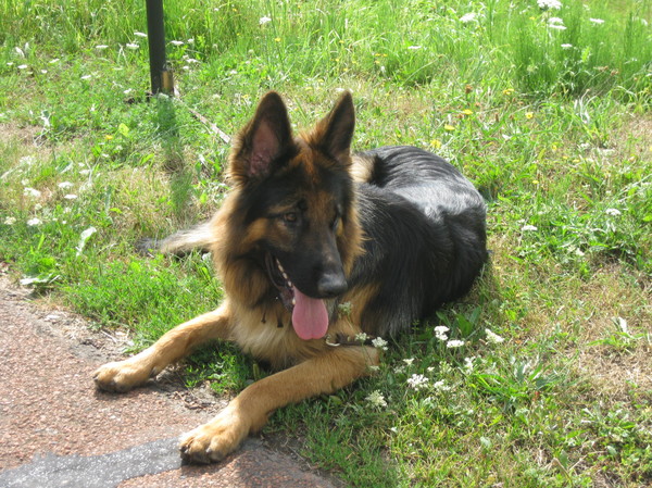 Oud Duitse Herdershond