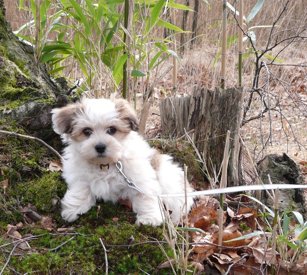 Coton de Tulear