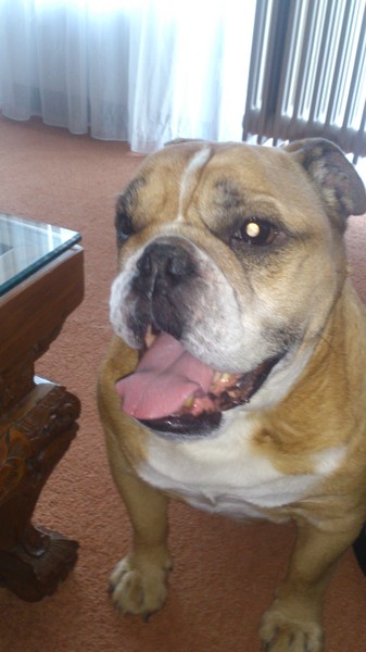 Engelse Bulldog
