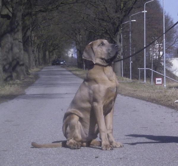 Fila Brasileiro