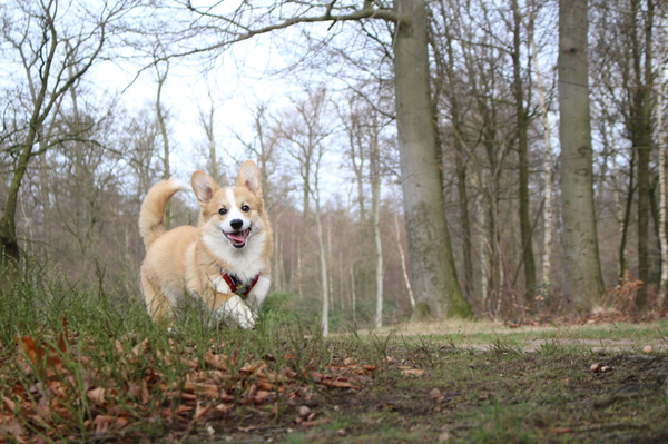 Welsh Corgi Pembroke