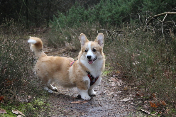Welsh Corgi Pembroke