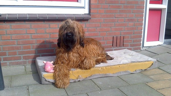 Briard