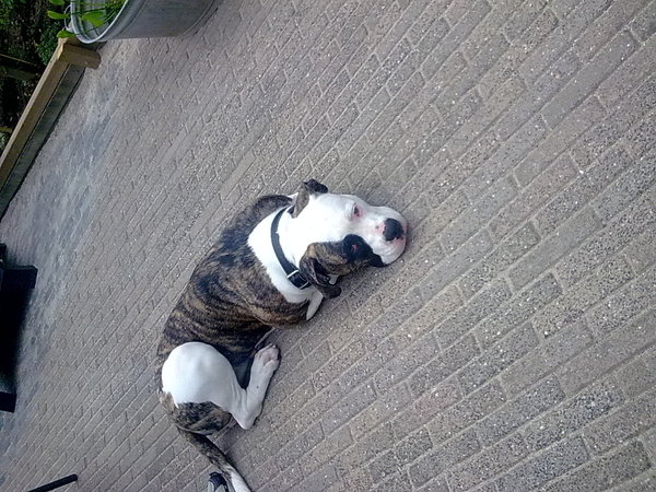 djumbo heerlijk zonnen