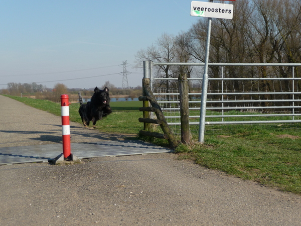 Buck springt over veerooster.