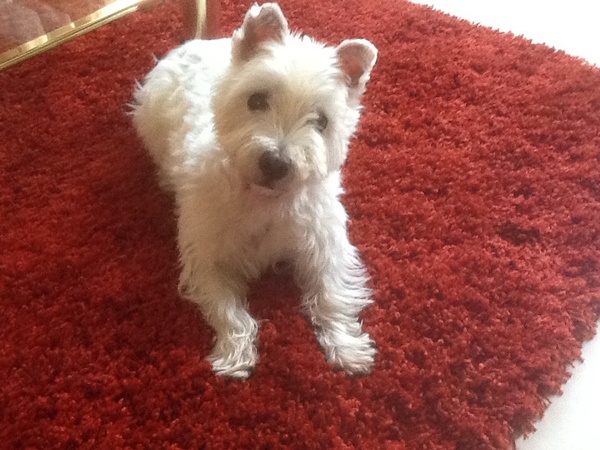 West Highland White Terrier