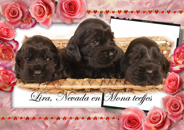 Csipirkei cocker spaniels