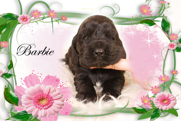 Csipirkei cocker spaniels