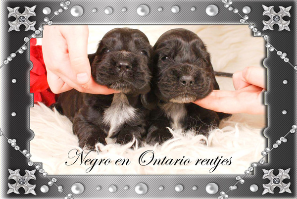 Csipirkei cocker spaniels