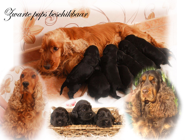 Csipirkei cocker spaniels