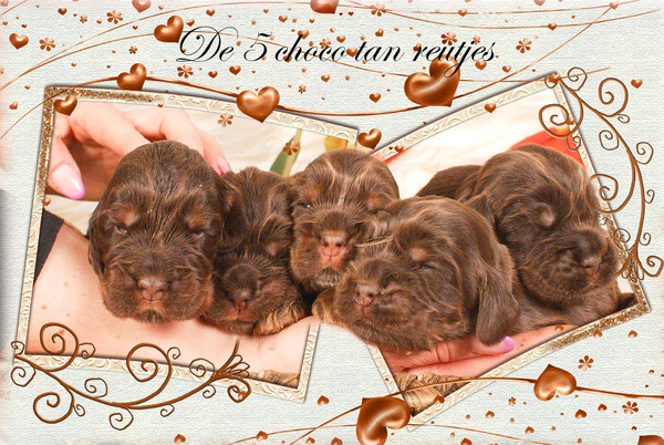Csipirkei cocker spaniels