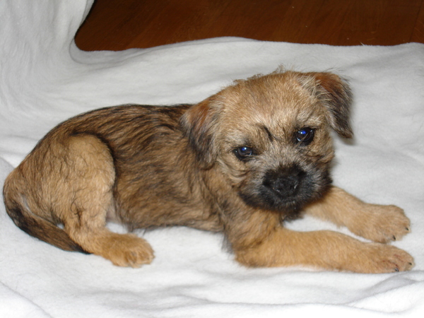 Border Terrier