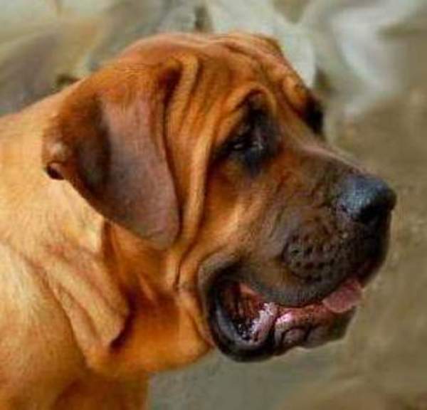 Tosa Inu ze Spicaku - puppy for sale