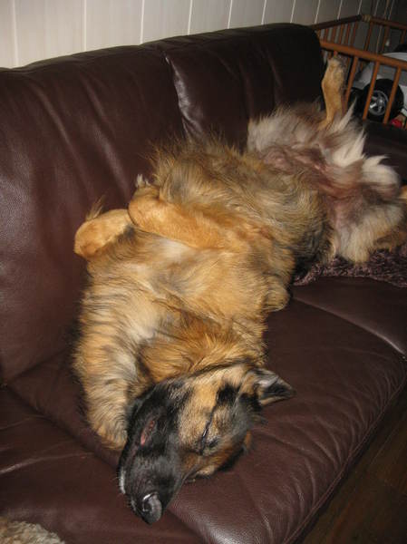 Duitse Herdershond Langstokhaar