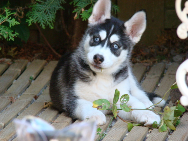 Geen tuin is veilig voor onze kleine leila boef