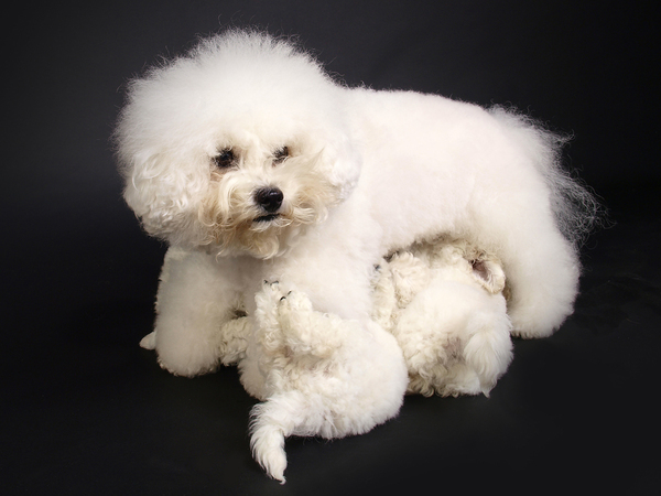 Nedina's Snuggle Pups