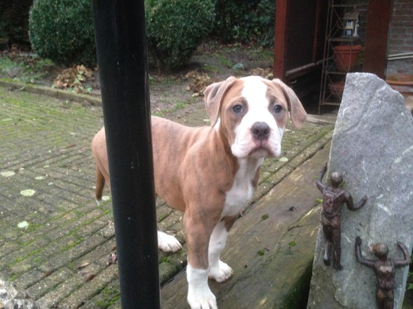 Amerikaanse Bulldog