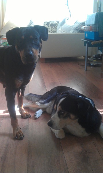 samen zielig