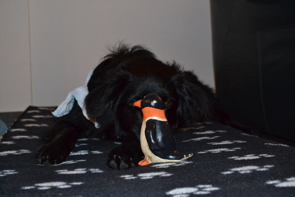 Ik verstop me maar, ben zooo verdrietig :(