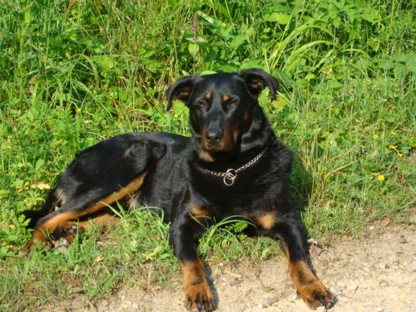 Beauceron