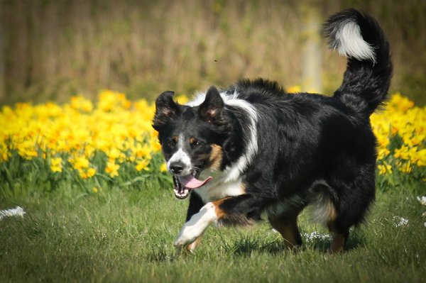 Border Collie
