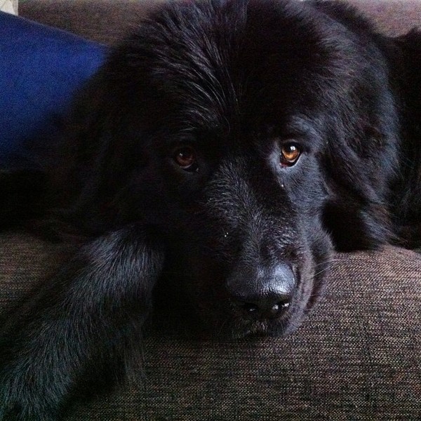 Arme Balou mag niet eens lekker rennen