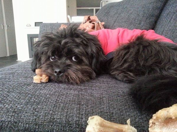 Gino vindt zichzelf erg zielig na zijn castratie