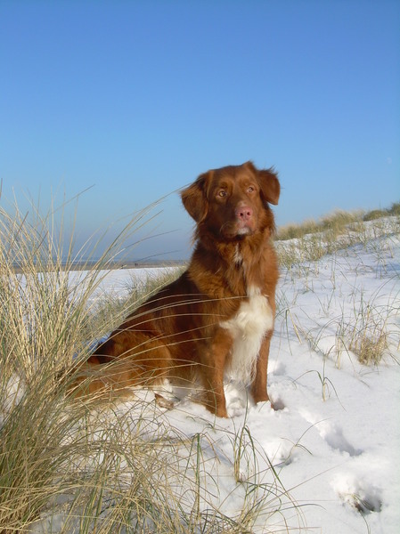 Nova Scotia Duck Tolling Retriever