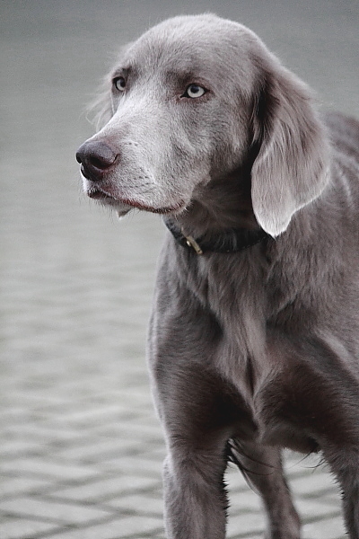 Pff wat verwachten ze toch allemaal van mij